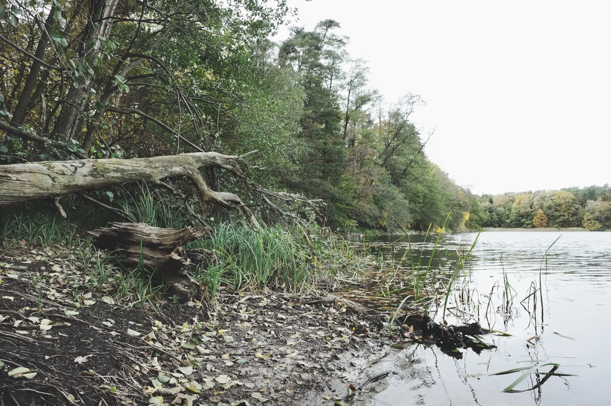 Zwalony pień i trzciny na brzegu jeziora, nad wodą jasne niebo.